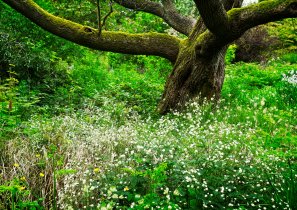 Broad Bough