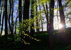 Forest Sun