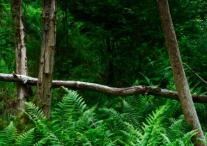 Natural Barrier